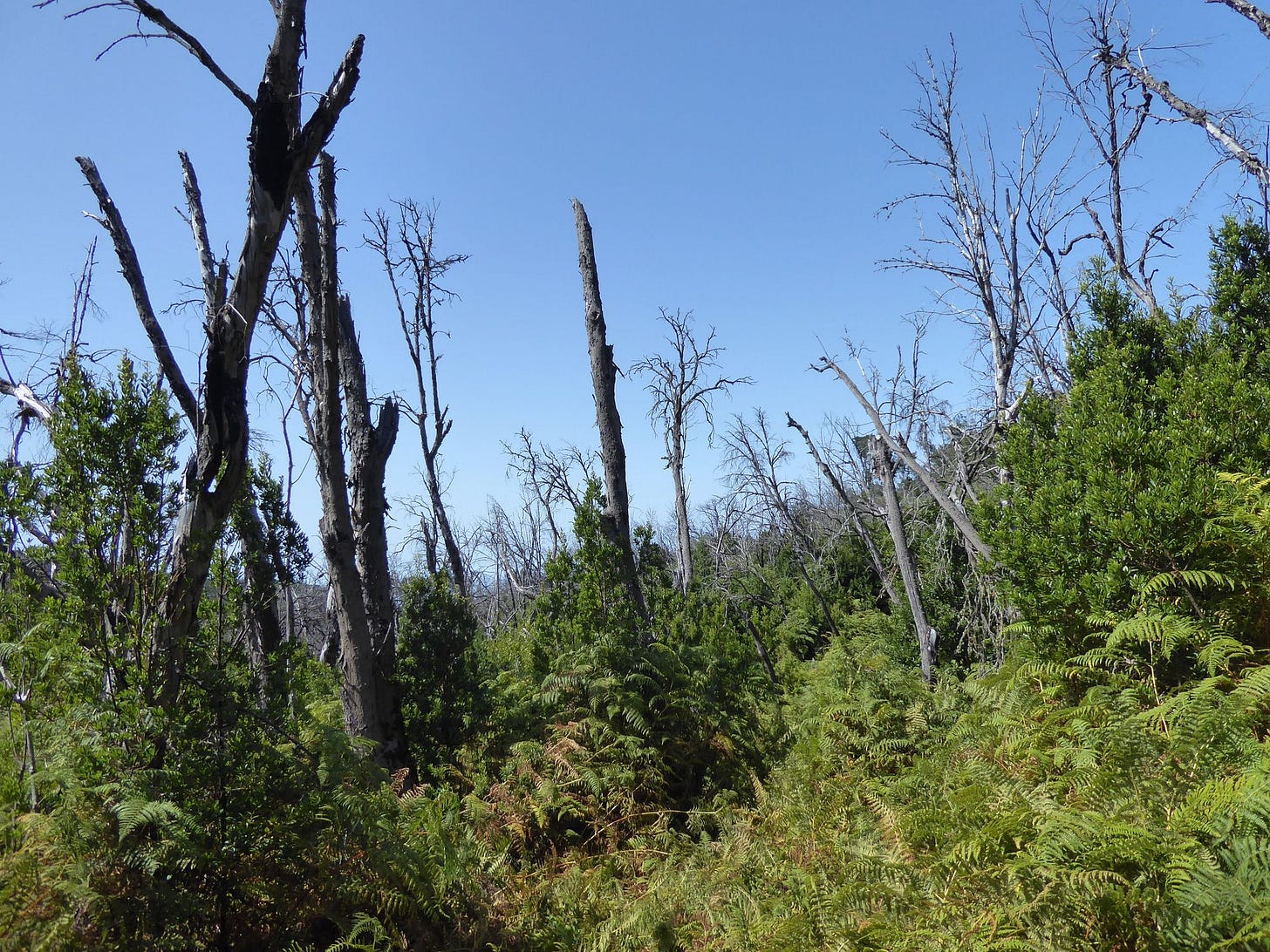 The fragile forests of La Gomera