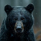 The Kiwi, the Bear, and the Dog