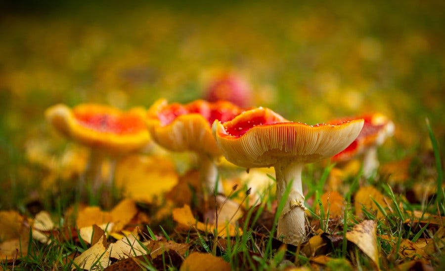 Through water evaporation, mushrooms and fungi can create unique spaces of air flow around themselves, helping to spread their spore. Greg Johnston, Flickr Through water evaporation, mushrooms and fungi can create unique spaces of air flow around themselves, helping to spread their spore. Greg Johnston, Flickr