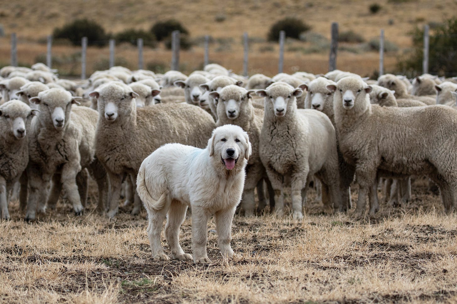 Perro protector con el ganado. Foto: Nicolás Lagos