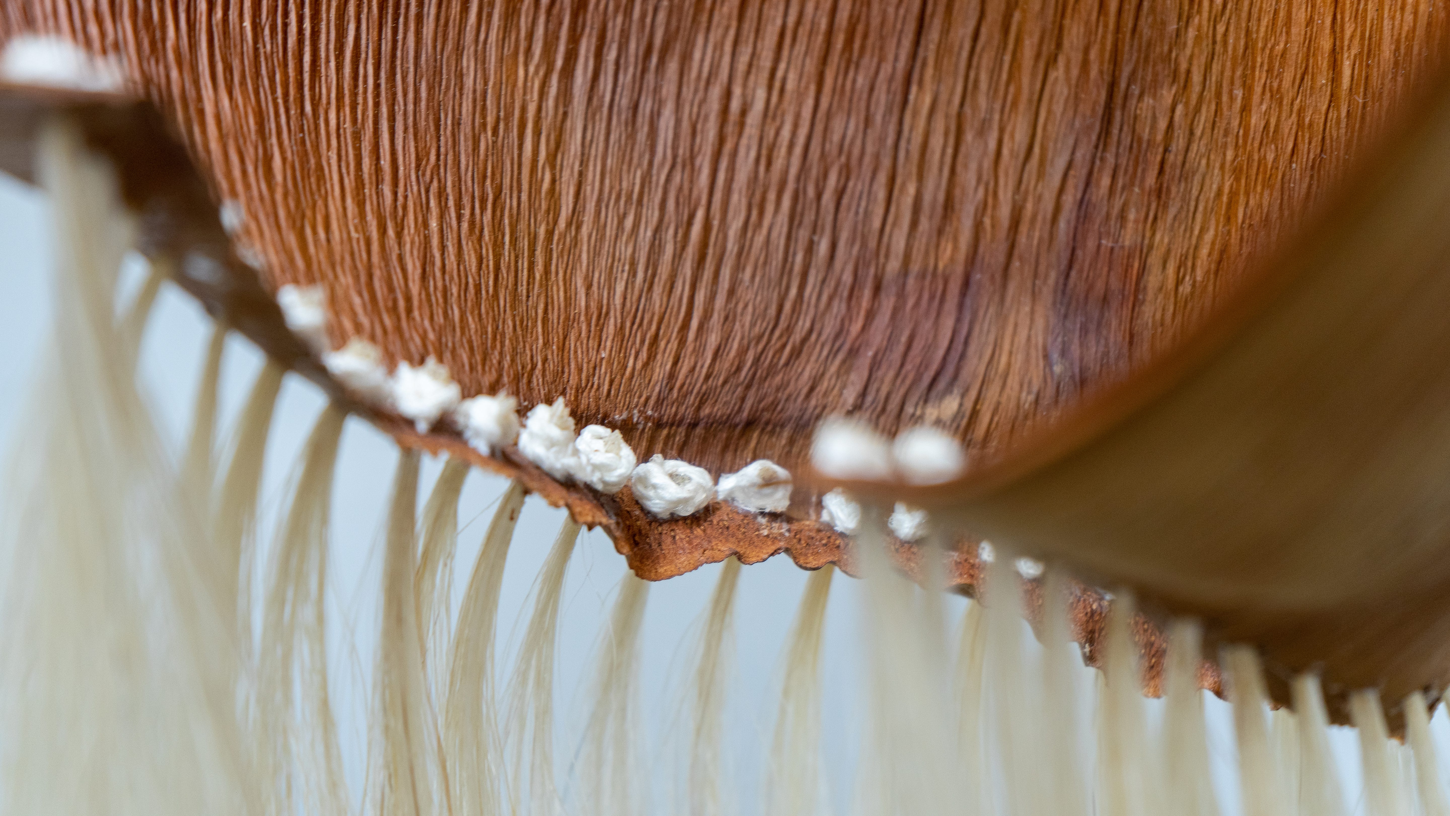 The image is a close-up of the edge of one of Cole McInturff’s hanging sculptures. It is a palm husk, a warm brown leather color with a texture composed of parallel, raised, crinkled lines. Along the bottom edge of the husk are a series of evenly placed knots made with blonde horse hair. The image focuses on these knots and blurs at the edges. 