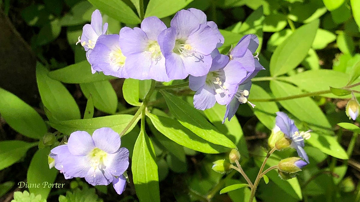 Jacob's-Ladder Blue - by Diane Porter - My Gaia