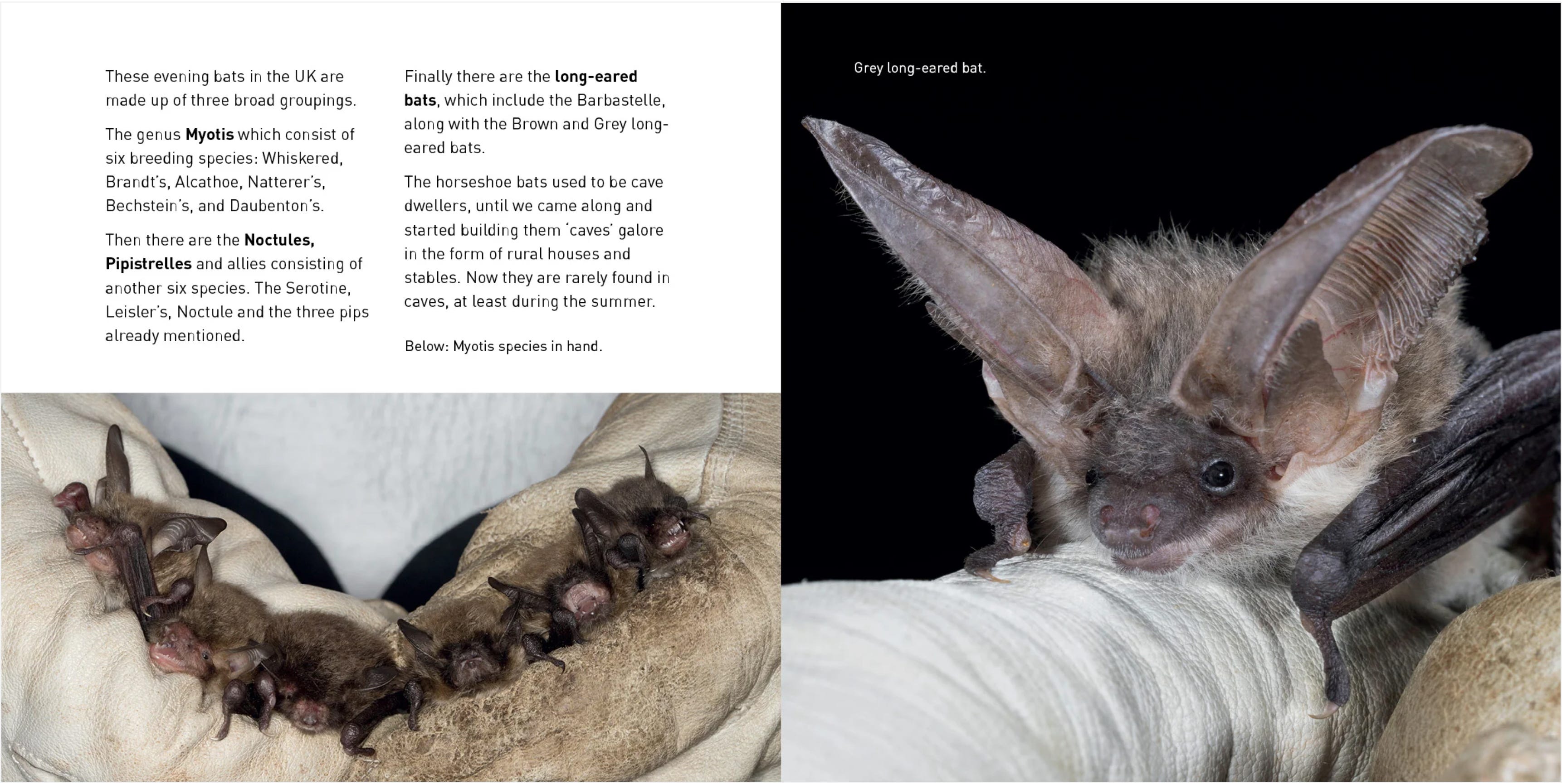 And the batty winners are ... - by Hugh Warwick