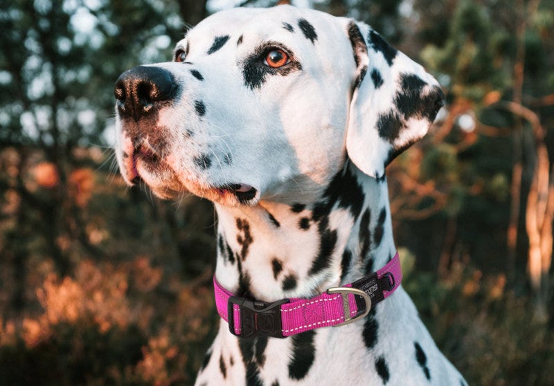 Rogz sells pet collars and leashes, toys, beds and other accessories.