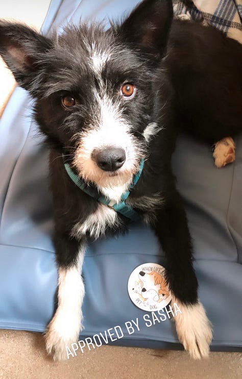A variety of happy rescue dogs of different breeds