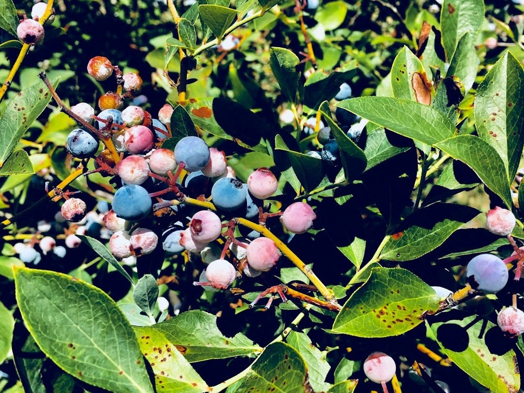 blue berries photograph blue berries photograph
