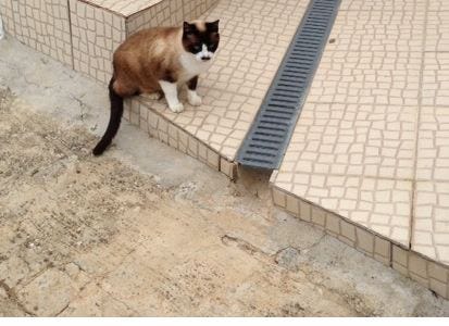 portuguese cat