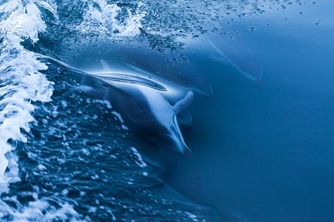 Photographs of Pacific white-sided dolphins swimming in clear waters.