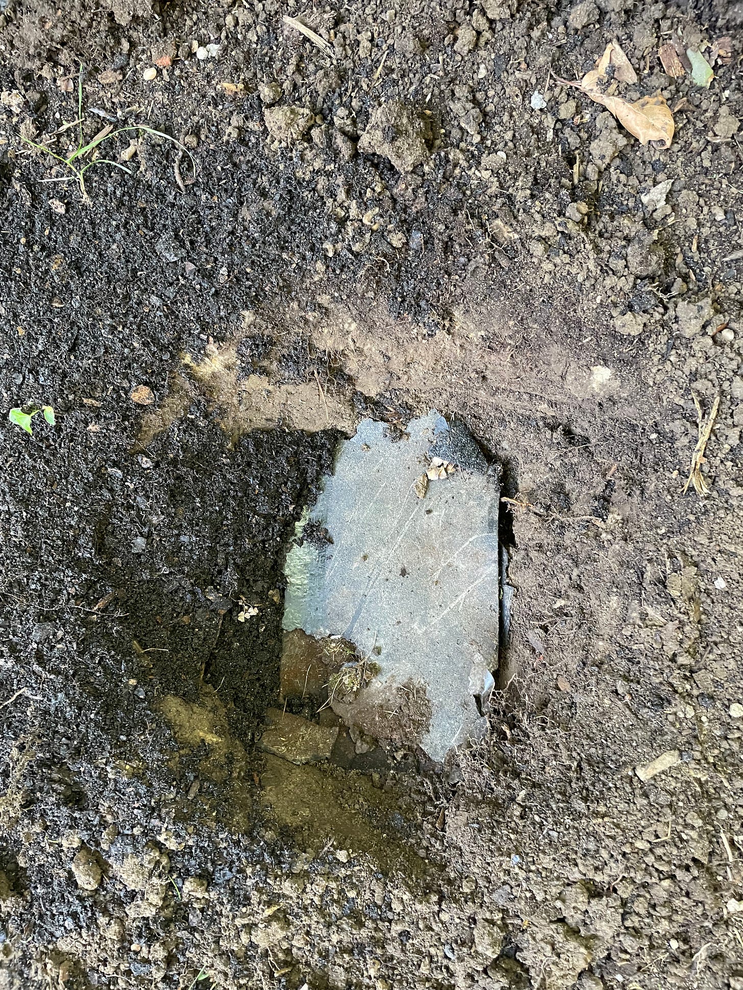 Image description: Photo of hole for the Japanese maple with a shingle placed at the bottom. End image description.