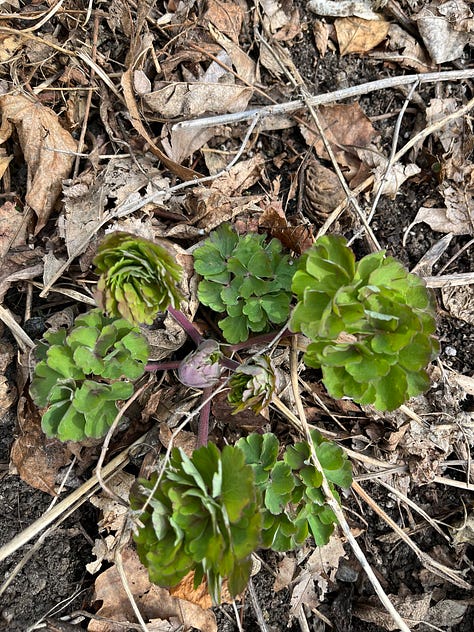 first image: pink and pale green rhubarb stalks emerging, second image: green fluffy rosettes of columbine, third image: a rose can with a pink shoot emerging