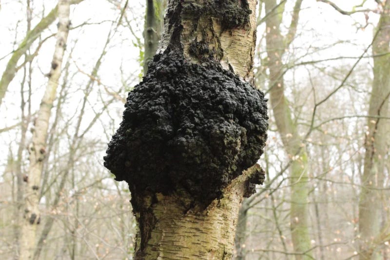 Chaga on tree