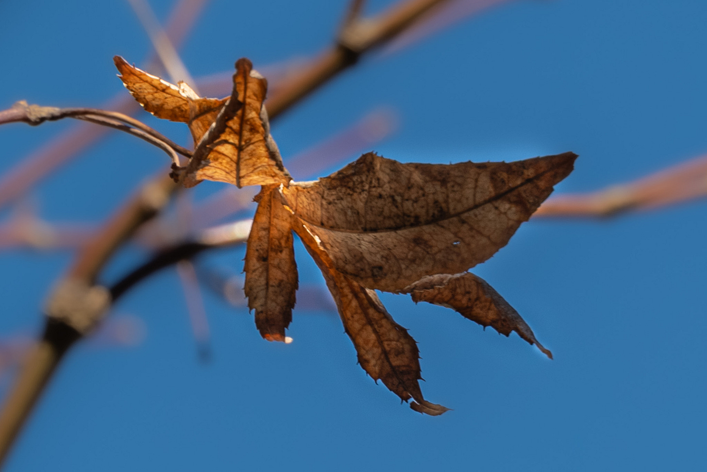 A single brown leaf on a branch against a bright blue sky