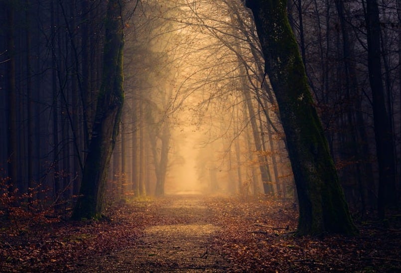 yellow lights between trees yellow lights between trees