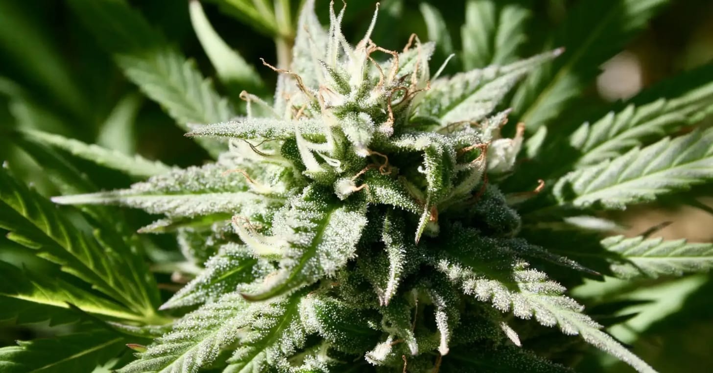 DEA Says Marijuana Rescheduling Process Is Still Stalled Six Months Into  Trump Administration - Marijuana Moment