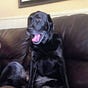 Mollydog's avatar