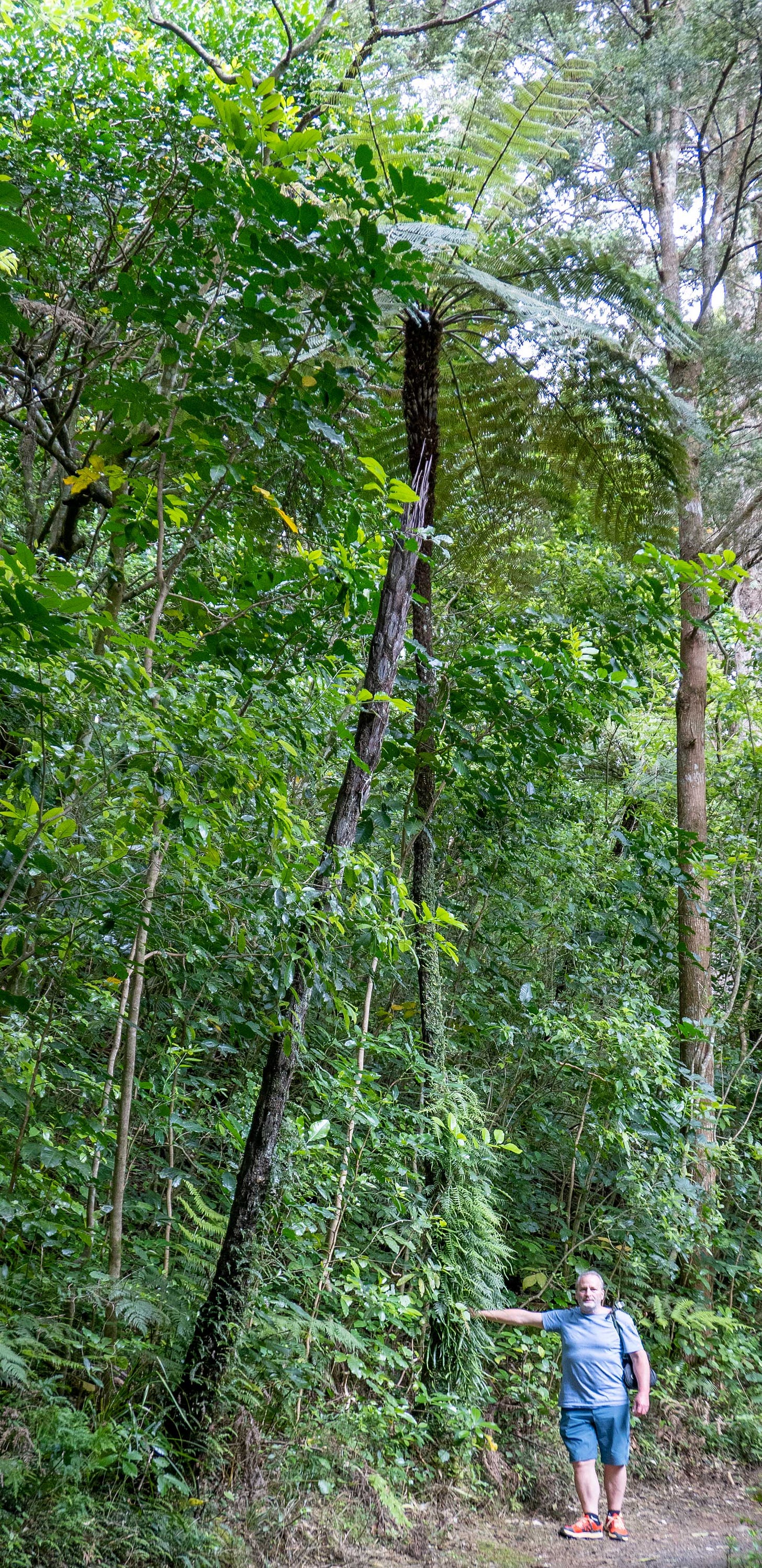 Julia's husband Mike standing next to a tree fern that is about 5x his height.