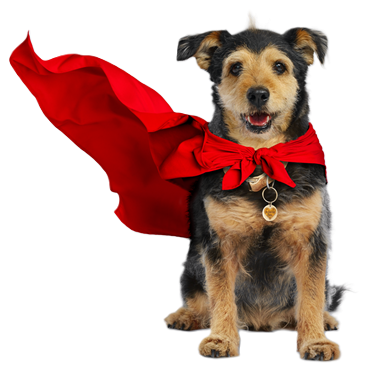 About The Authors - The Forever Dog Life About The Authors - The Forever Dog Life