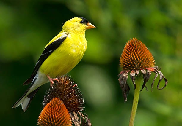 American Goldfinch on Coneflower An American Goldfinch rests on a coneflower on a sunny summer day in the garden. goldfinch on coneflower stock pictures, royalty-free photos & images