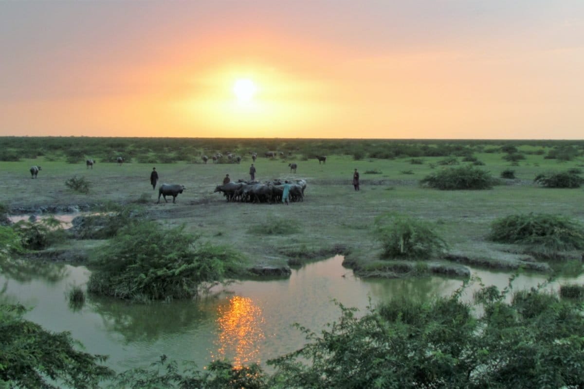 Prosopis julifora ((seen as green vegetation in the picture) has invaded the grazing commons in the Banni grasslands. Photo by Ovee Thorat.