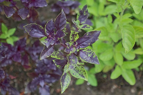 a variety of basil plants growing in an herb garden