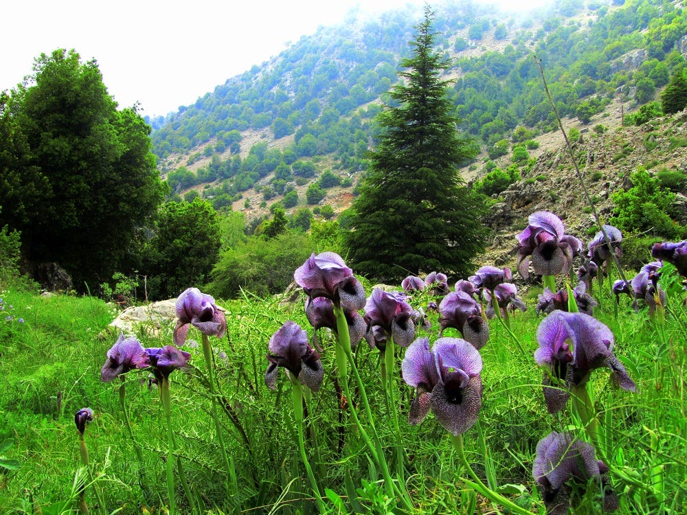 IMG_9794.jpeg IMG_9794.jpeg