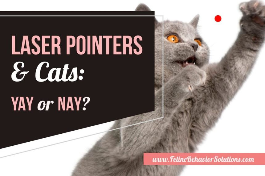 Cats and Laser Pointers