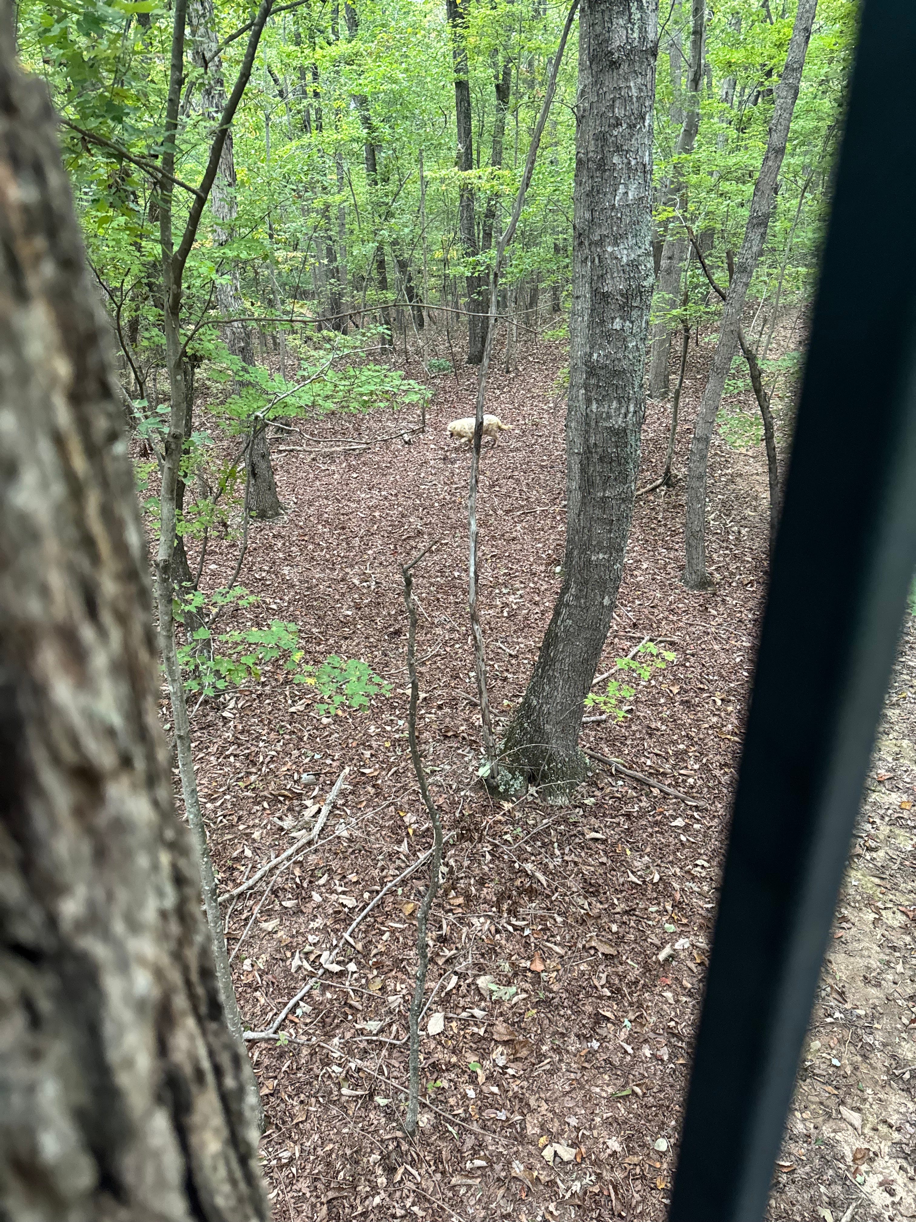 Dispatch 18: Dreary Days 