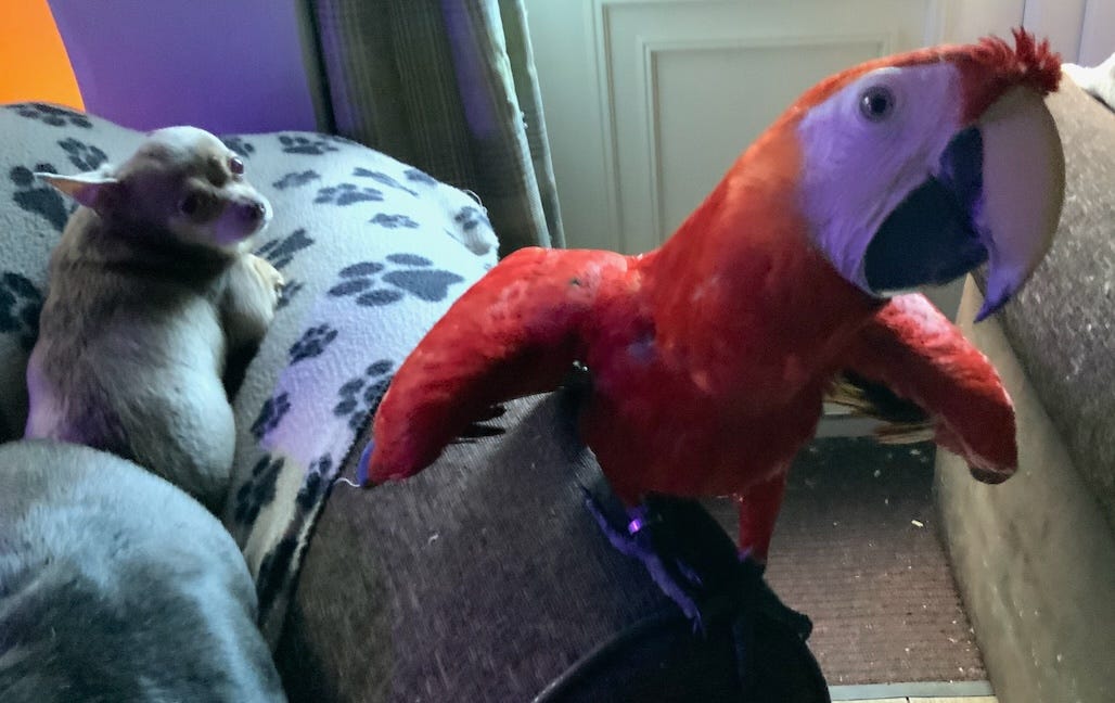 Photo of Bebecito, a small chihuahua, and Mr Barnsworth Meadow Lark Lemon The Third, a scarlet macaw parrot, on a sofa. Photo by Roland Michel Tremblay.
