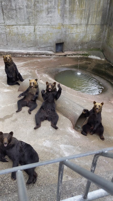 Shōwa-shinzan Bear Ranch 昭和新山熊牧場