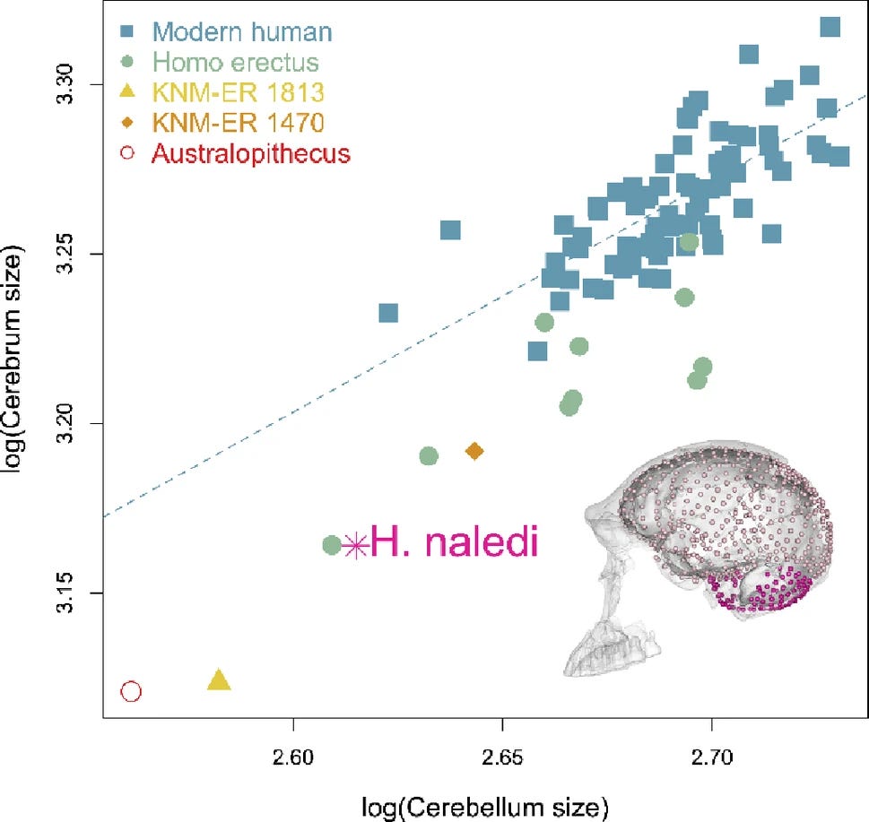 Comparison of cerebellar and cerebral size in Homo naledi and other samples. The two variables represent the log10 centroid sizes of landmark sets covering the cerebrum and cerebellum, shown on the LES1 endocast inset. The regression line is based only on the adult human sample, while colors and symbols follow the same sample categories used in the other figures.