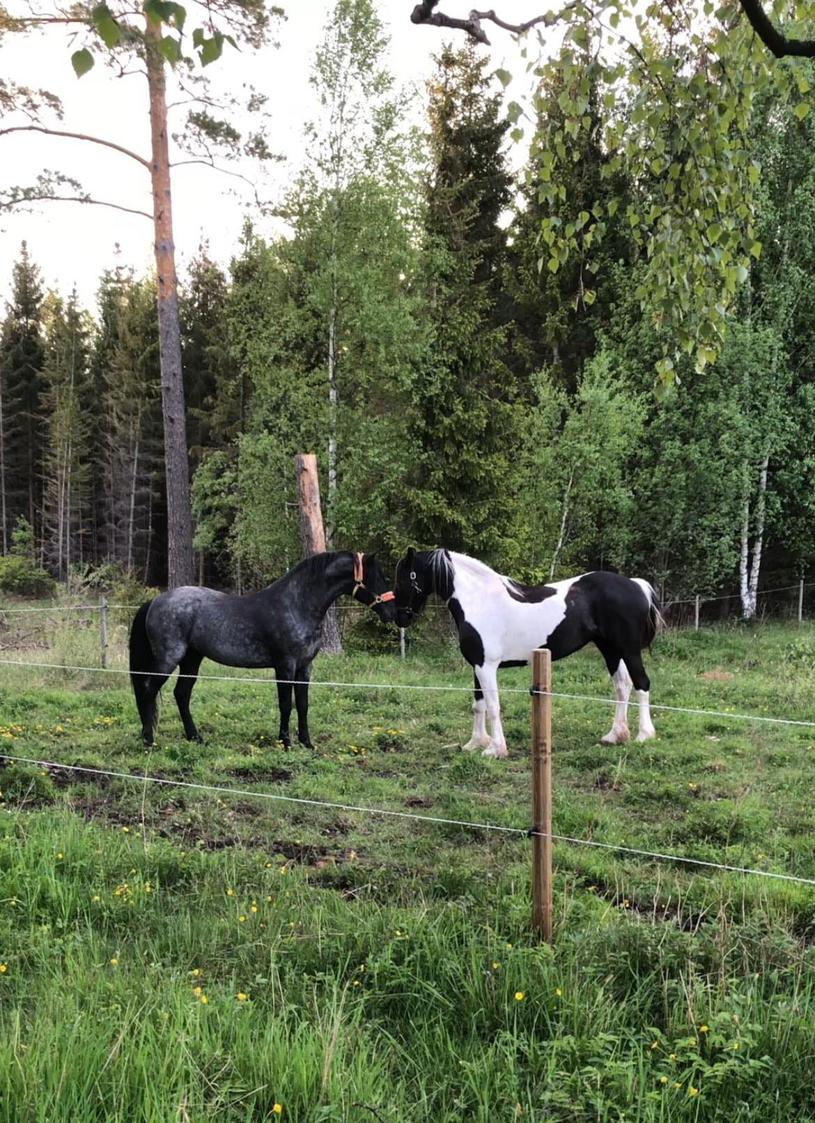 Beskrivning saknas. Beskrivning saknas.