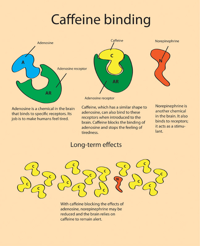 How Things Work: Caffeine - The Tartan
