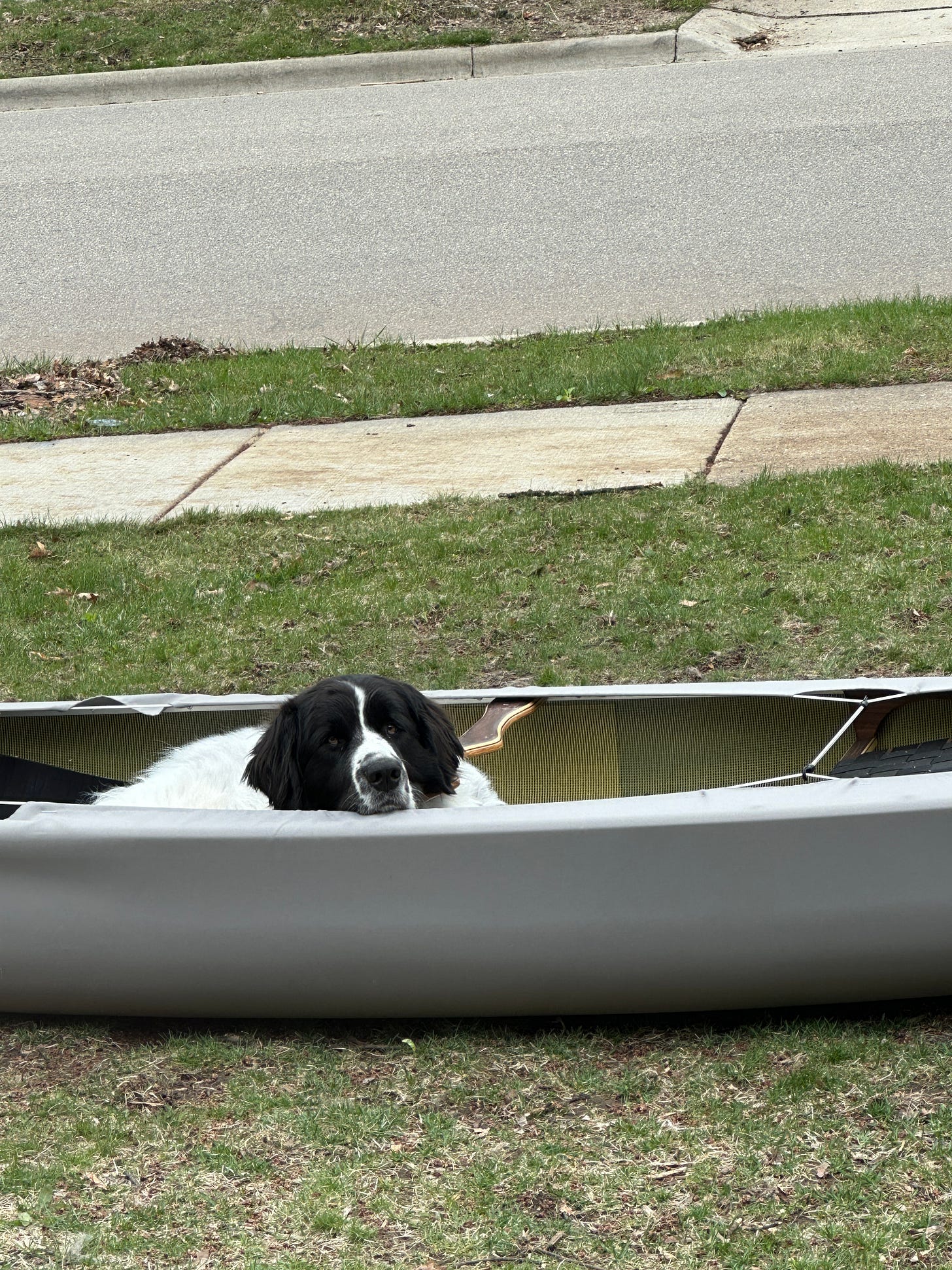 Dog on land in a canoe.