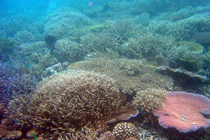 A coral reef A coral reef