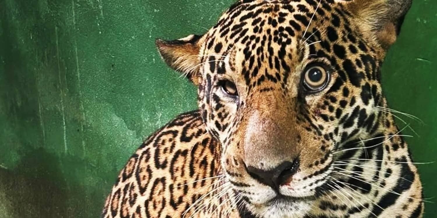 Jaguar Zoo Stock Illustrations – 29,059 Jaguar Zoo Stock Illustrations,  Vectors \u0026 Clipart - Dreamstime, image size:1500x750