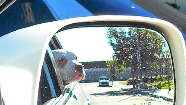 Ruby in car Ruby in car