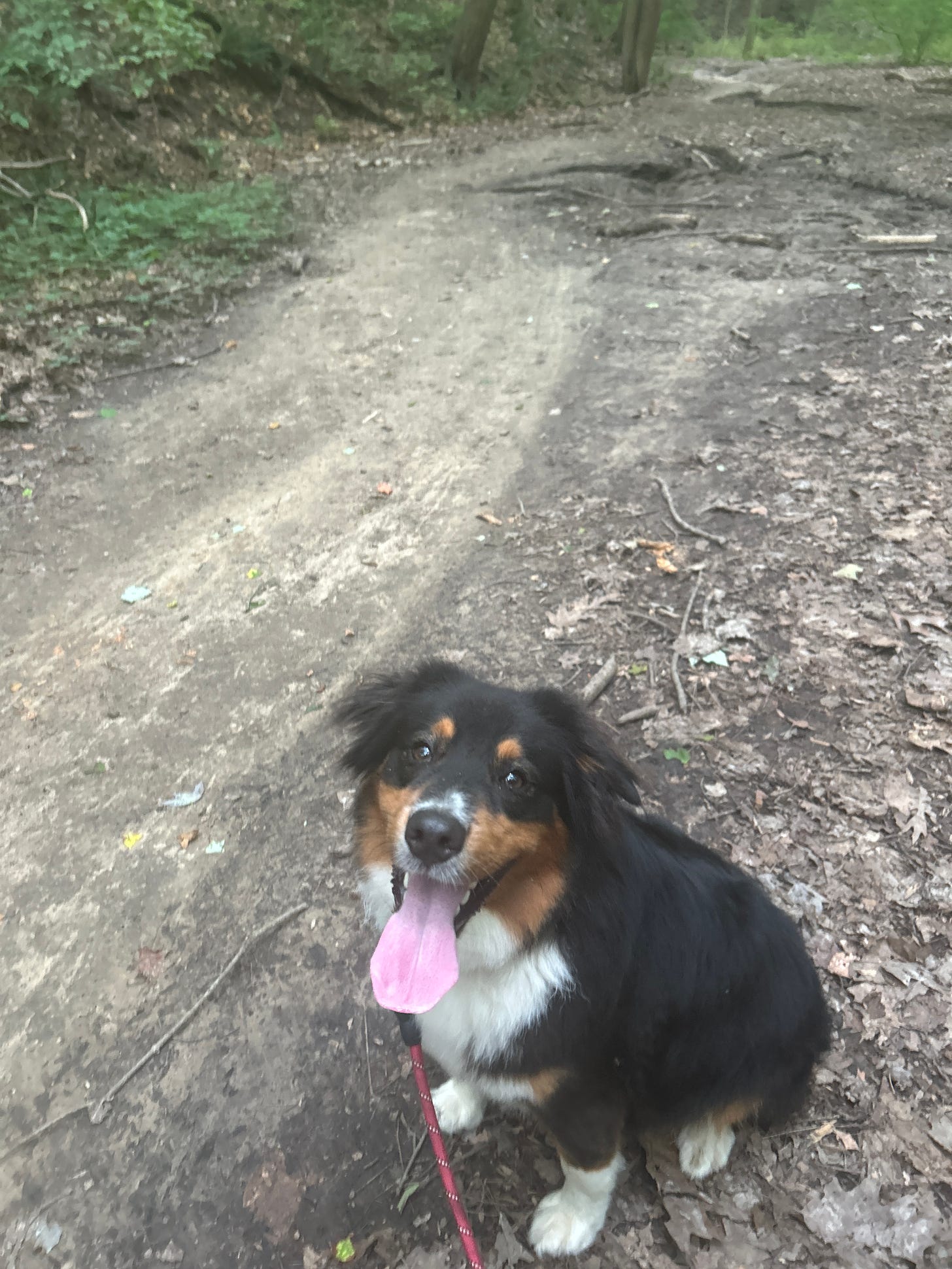 Black, white, and brown dog with his tongue hanging out looks imploringly at the camera.