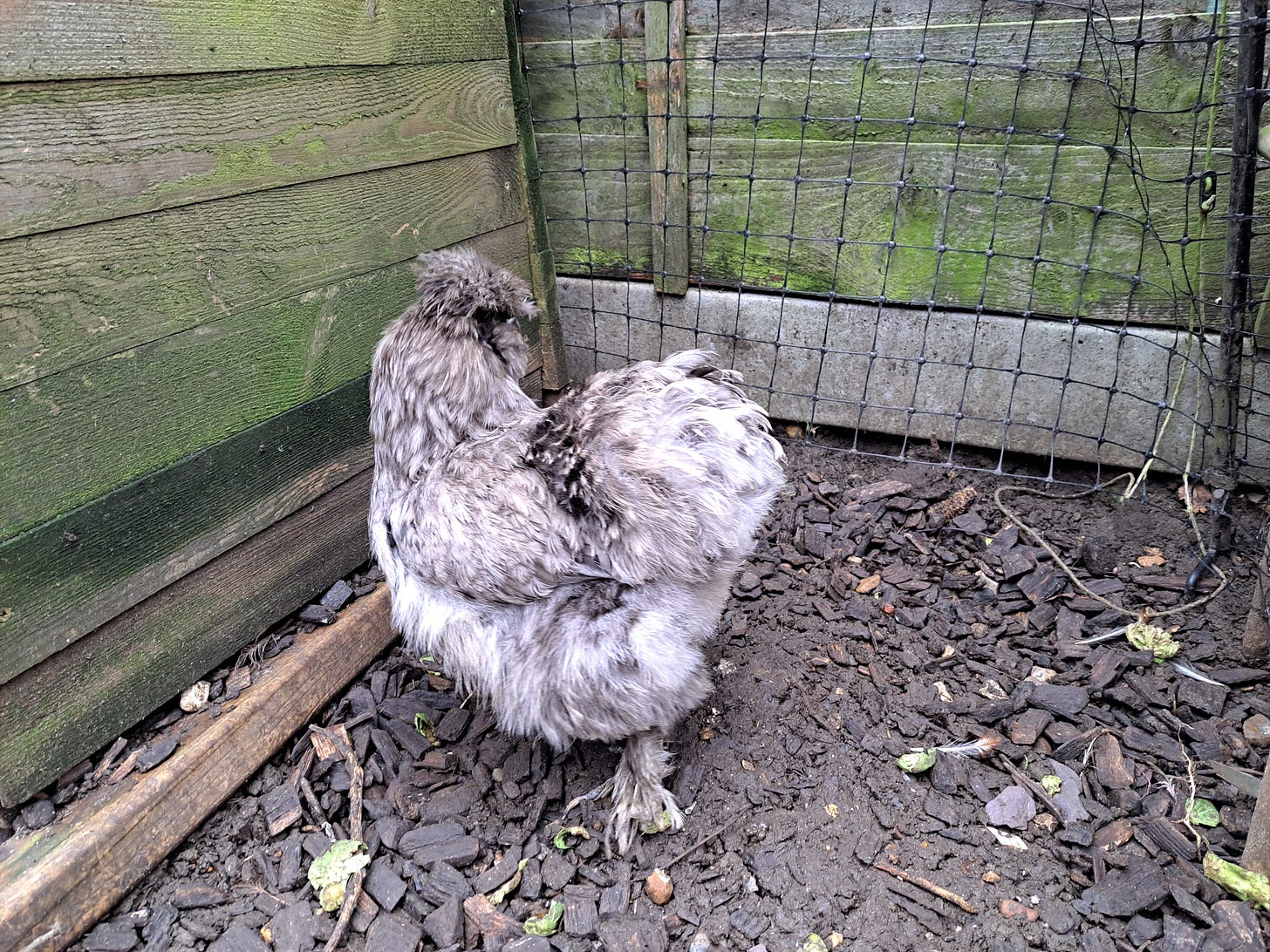 Adult Silkie hen in a back garden Adult Silkie hen in a back garden