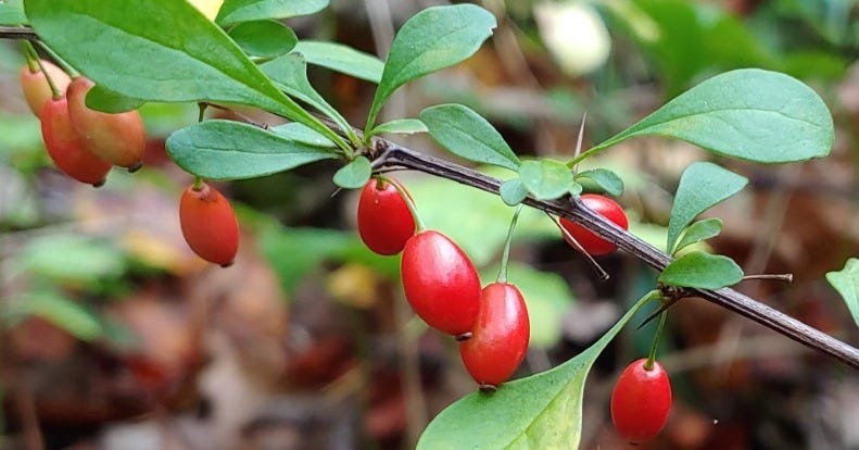 A New List of Invasive Species is Now Banned in Maryland