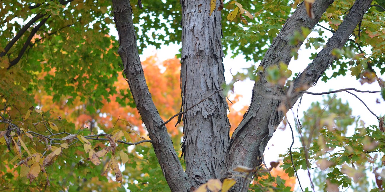 Shagbark Hickory (Carya ovata)