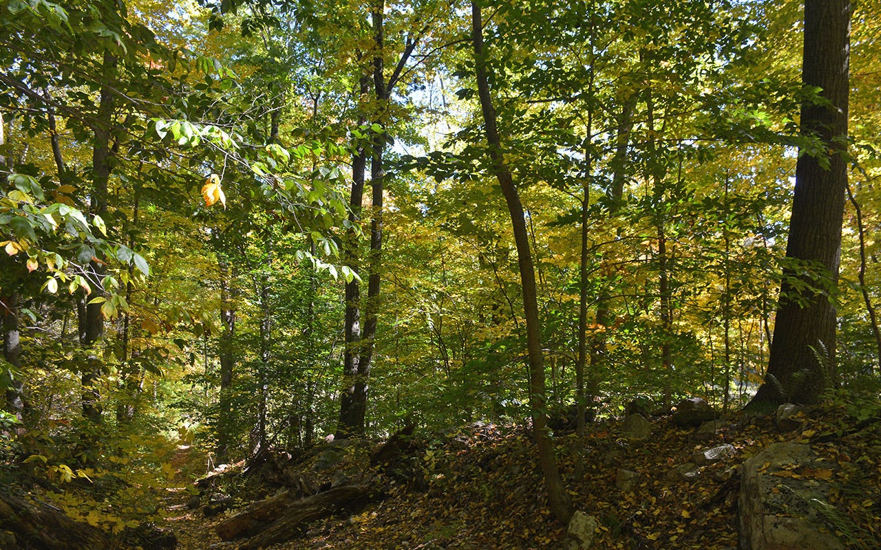 Barely discernable footpath in dense hardwood forest in the Appalachians