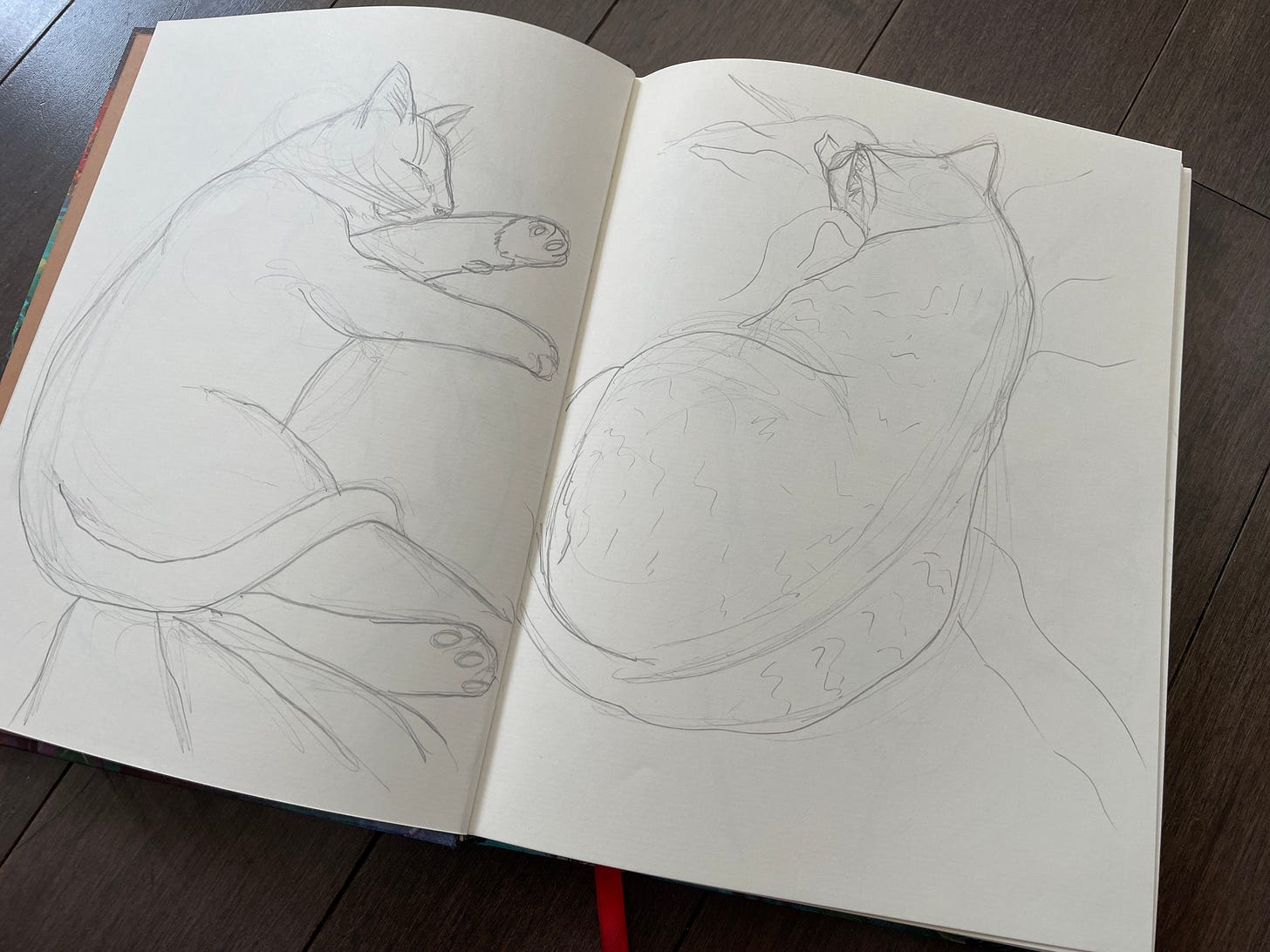 A sketchbook of cat sketches