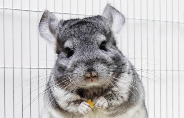 Enfermedades más comunes de las chinchillas