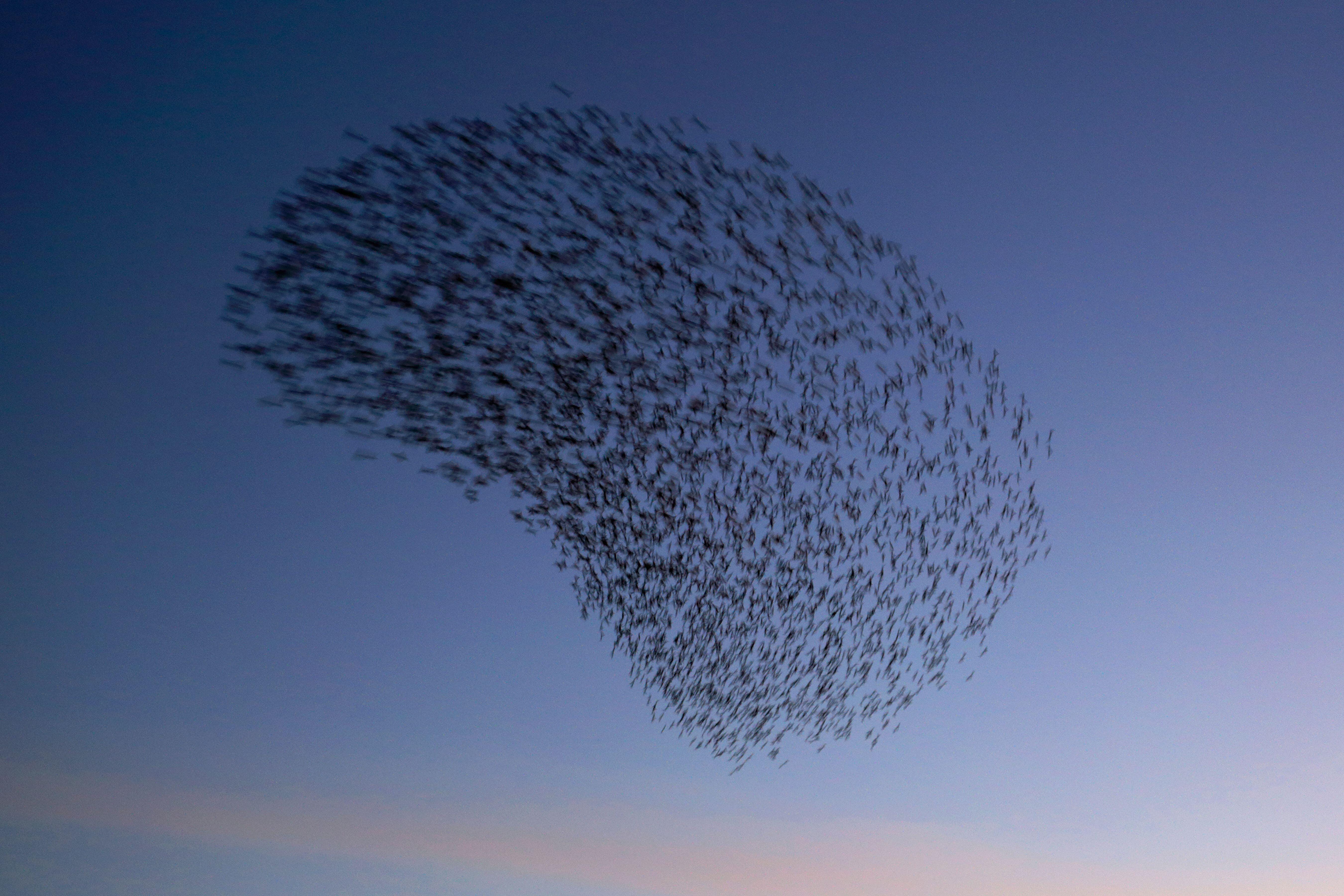 Bird strike - Earnings+More