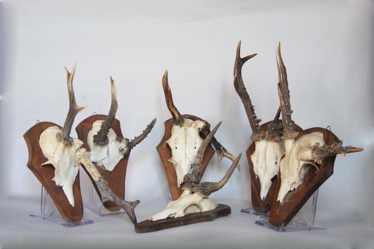 May be an image of deer and bone