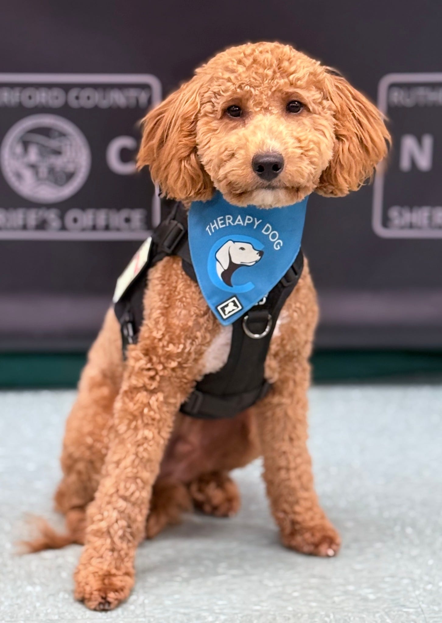 May be an image of dog and text May be an image of dog and text