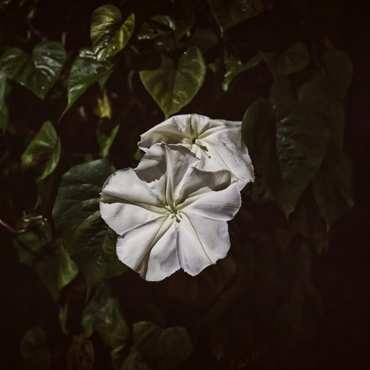 The Moonflower Chronicles