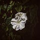The Moonflower Chronicles