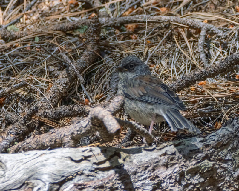 20260521-MountLemmon-169-Edit.jpg
