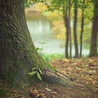Electroculture and the properties of trees